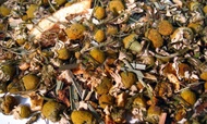 Chamomile Citrus from Fusion Teas