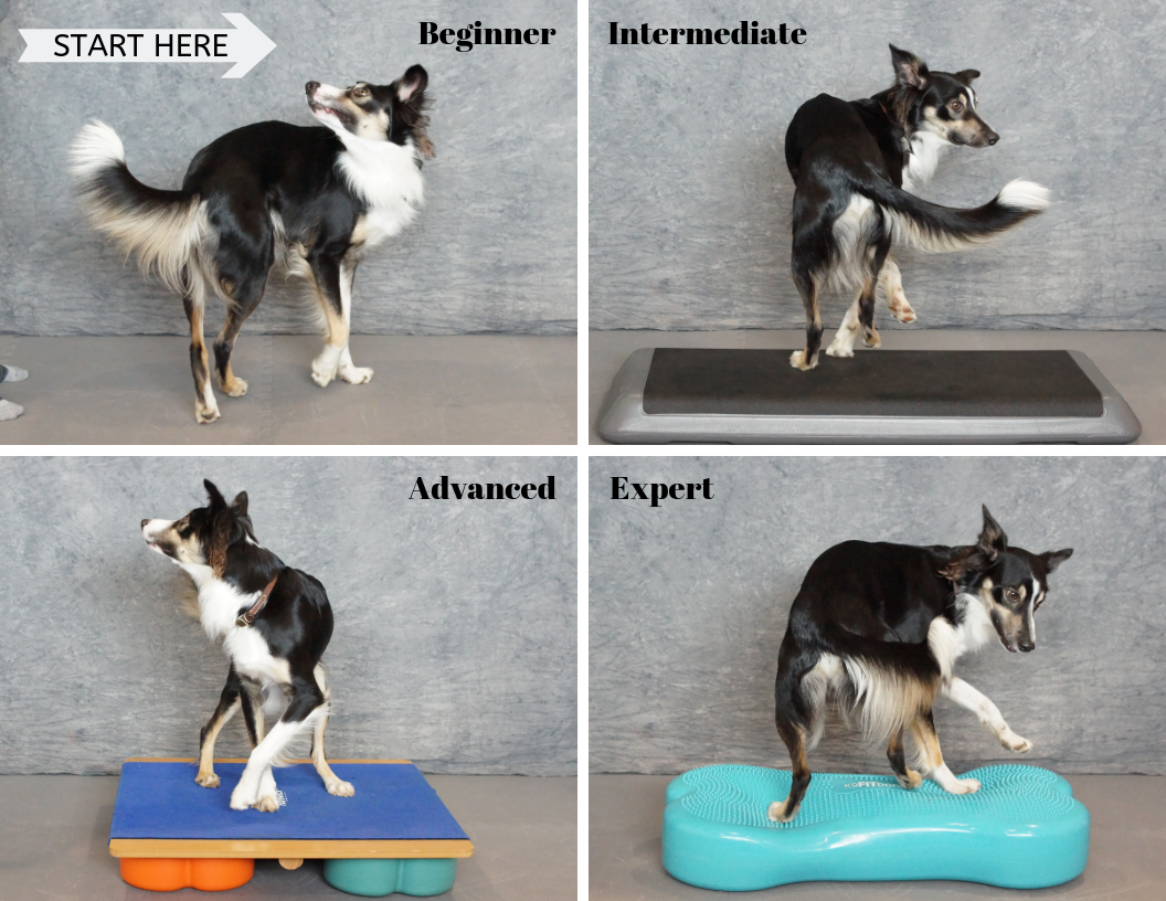 Choose Exercises That Match Your Dog's Level of Fitness – Vital Vet
