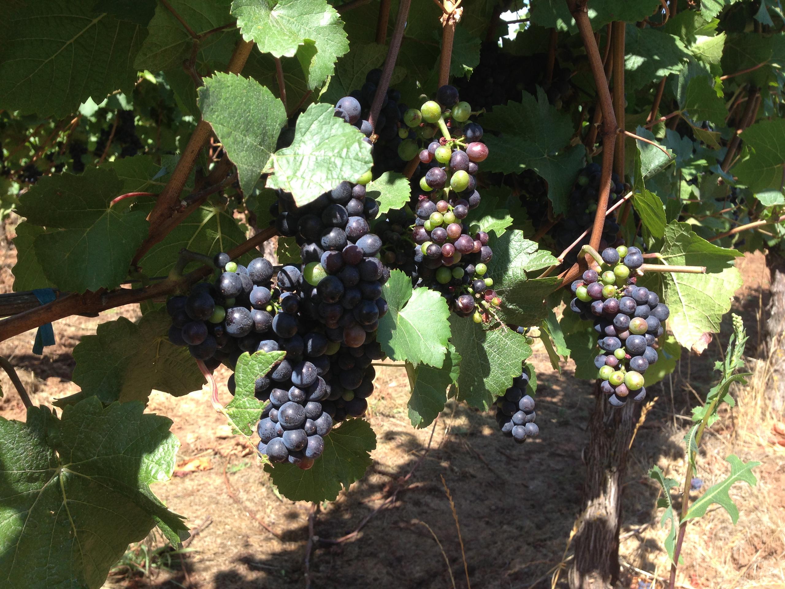 Full Day Willamette Valley Wine Tasting Tour photo 4