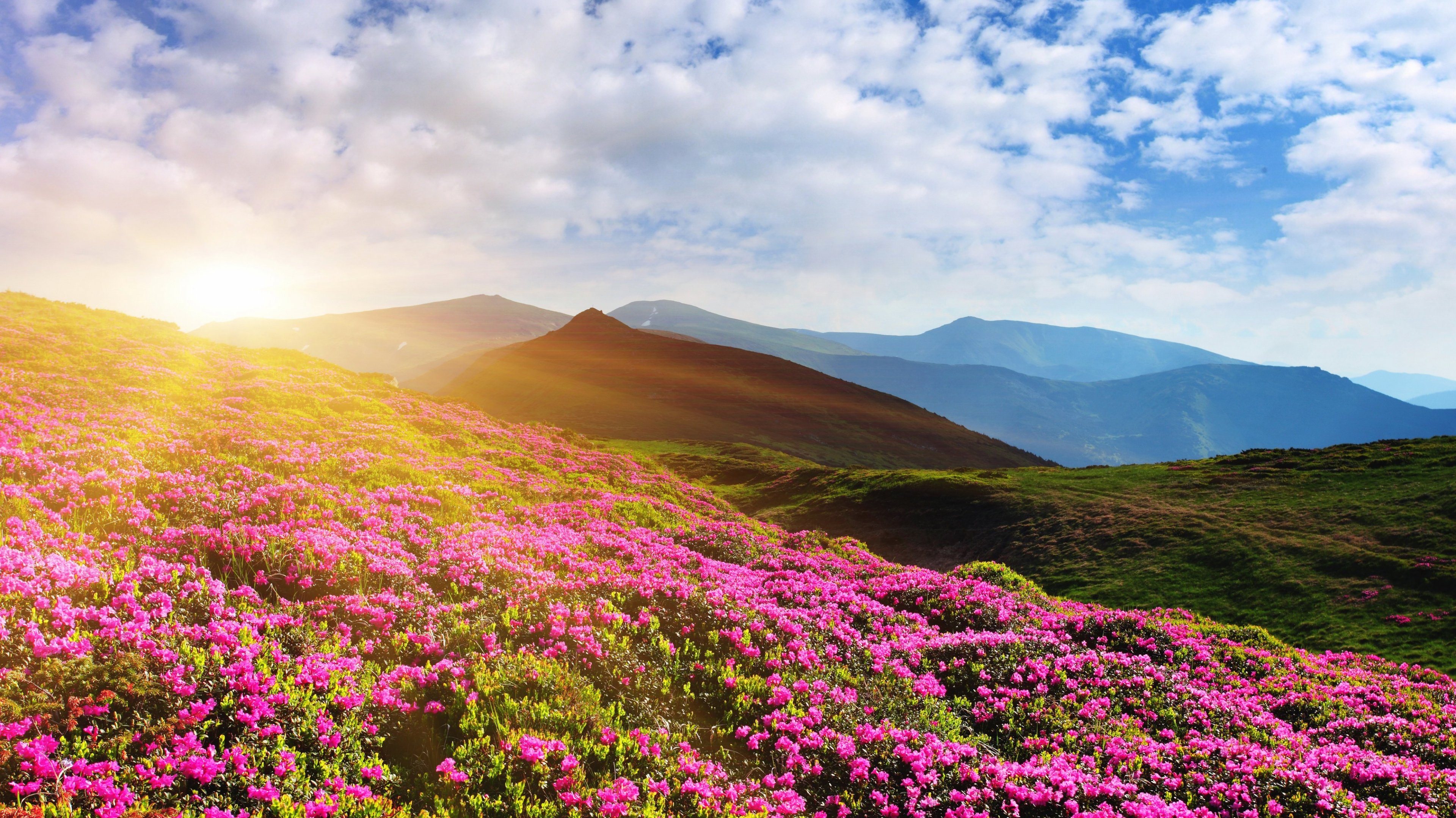 Холмы цветы. Флауэр монтейн. Цветочная Долина, Перуджа, Италия. Альпийские Луга Эльбруса. Индийский парк «Долина цветов».