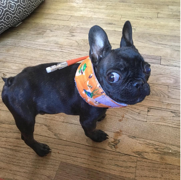 2017-05-22 16_55_18-Nikki - Road Dogs Rescue roadogs Instagram photos and videospng