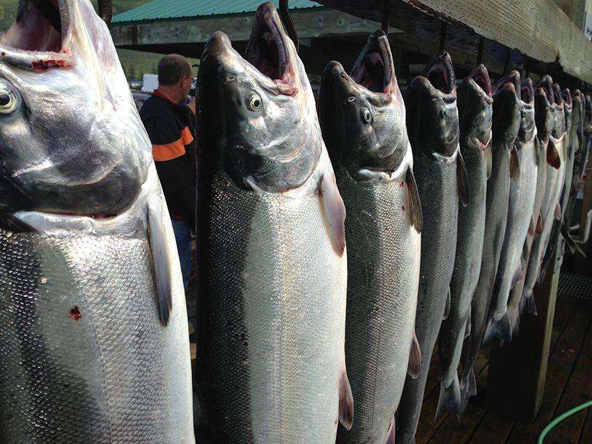 Fishing Adventures with Elwha eBike Adventures in Port Angeles - Seattle