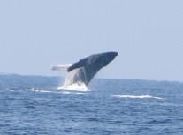 Whale Watch OE1: Kona’s Ultimate Family Ocean Adventure - Kailua-Kona