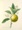 orangeblossom
