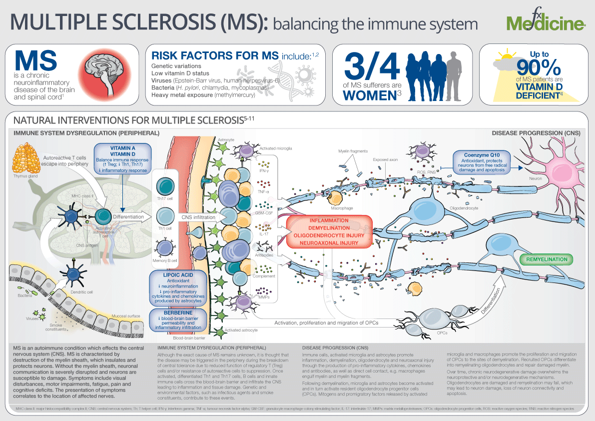 Infographic multiple sclerosis balancing the immune system fx