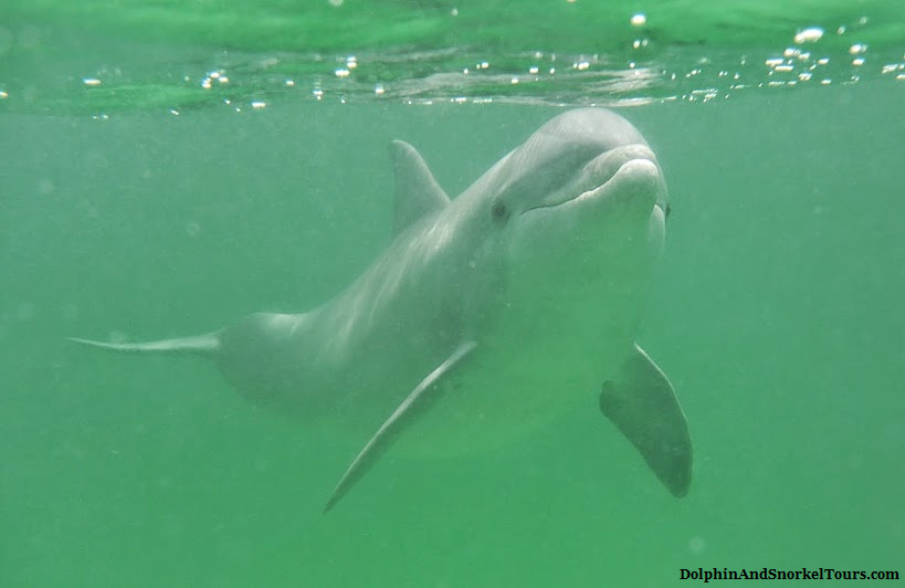 3 Hour Shell Island Dolphin & Snorkeling Tour in Panama City Beach - Panama City