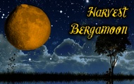 Harvest Bergamoon from Adagio Custom Blends