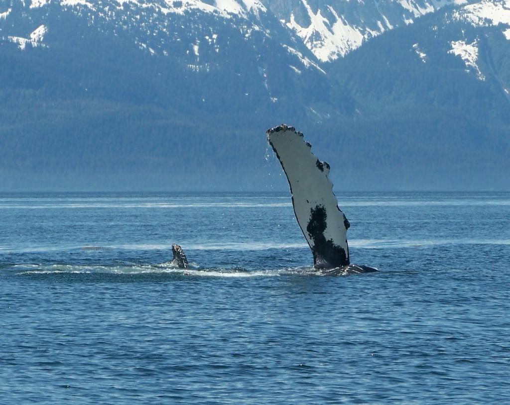 Whale Watching