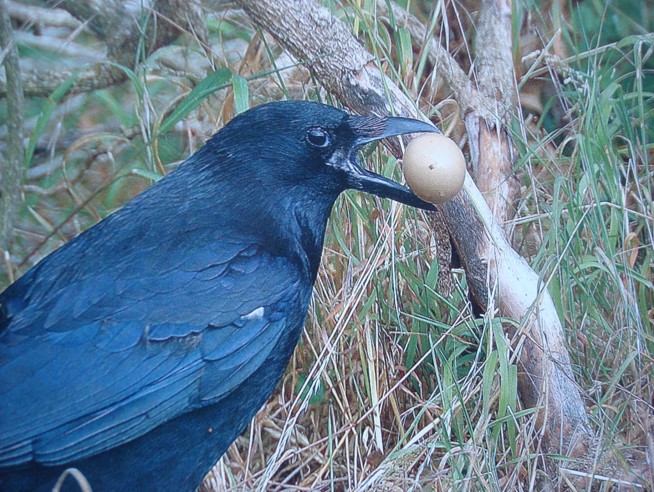 Corvid Control - Law and best practice in Scotland