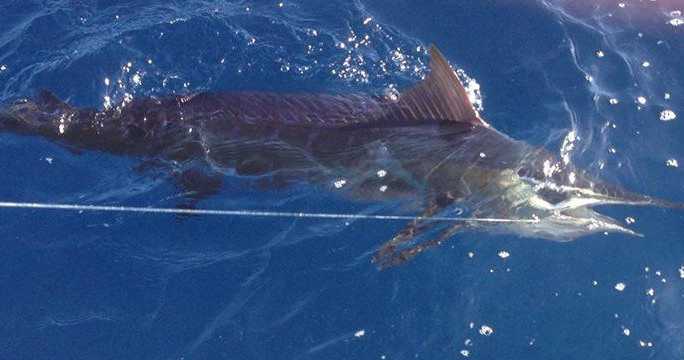 Deep Sea Fishing Charter (Full day) tour photo 3
