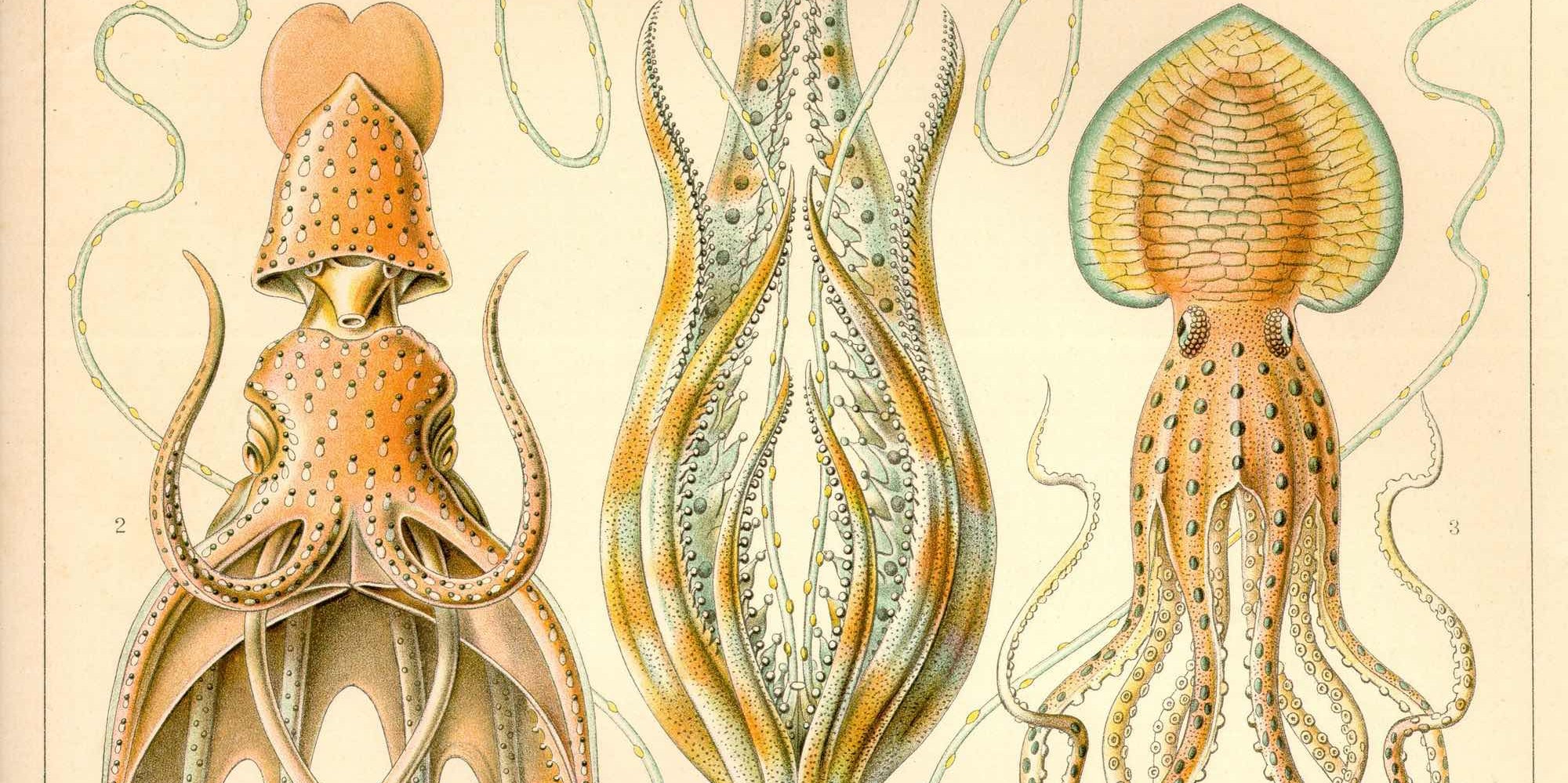 Головоногий рисунок. Ракообразные Геккель. Моллюск Винтажная иллюстрация. Кальмар рисунок биология. Глубоководные ракушки рисунок.