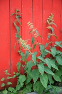 Vermont Herbal Organic Stinging Nettle Tea from Vermont Herbals