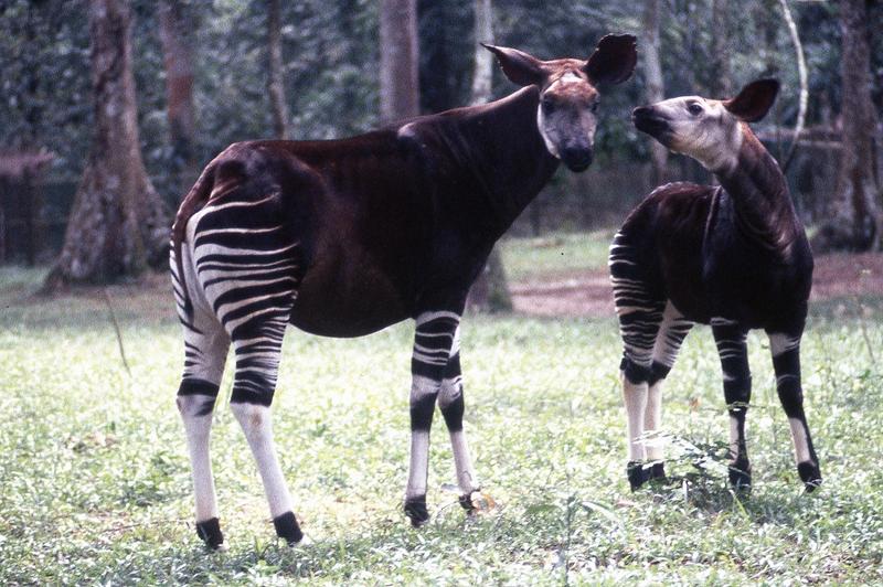 Okapi Calf and Mother Epulujpg