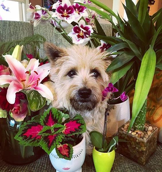 April showers bring lots of May flowers Happy Spring SBspringtime sniffandbarkens PS Please like this photo in the hope of me winning 100 to donate to a rescue organization jpg