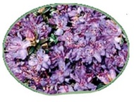 Violet Tea from Thomson's