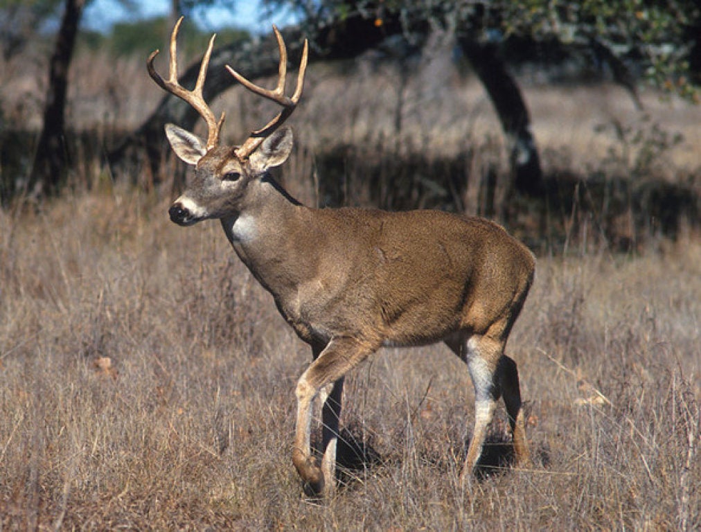 Controlled Hunting Program 20232024 Lake Metroparks