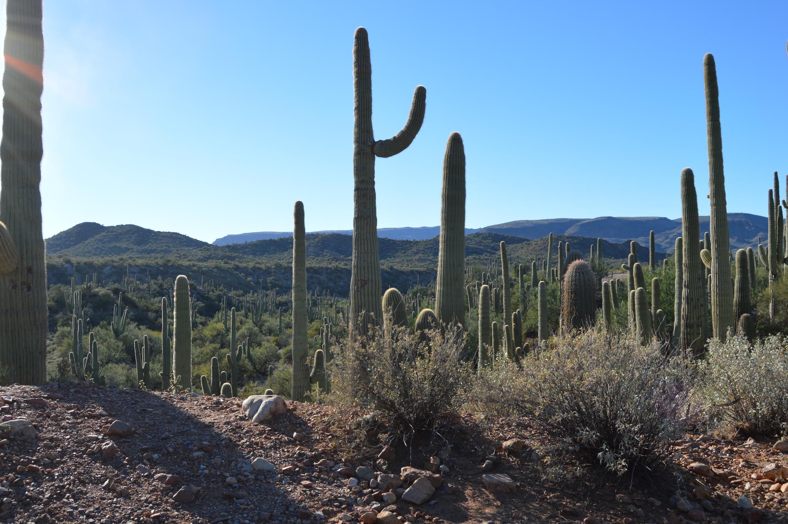 Half-Day TomCar Adventure photo 3
