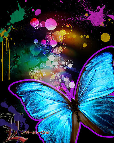 butterflies