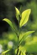 Lao Shan Cha from Unknown
