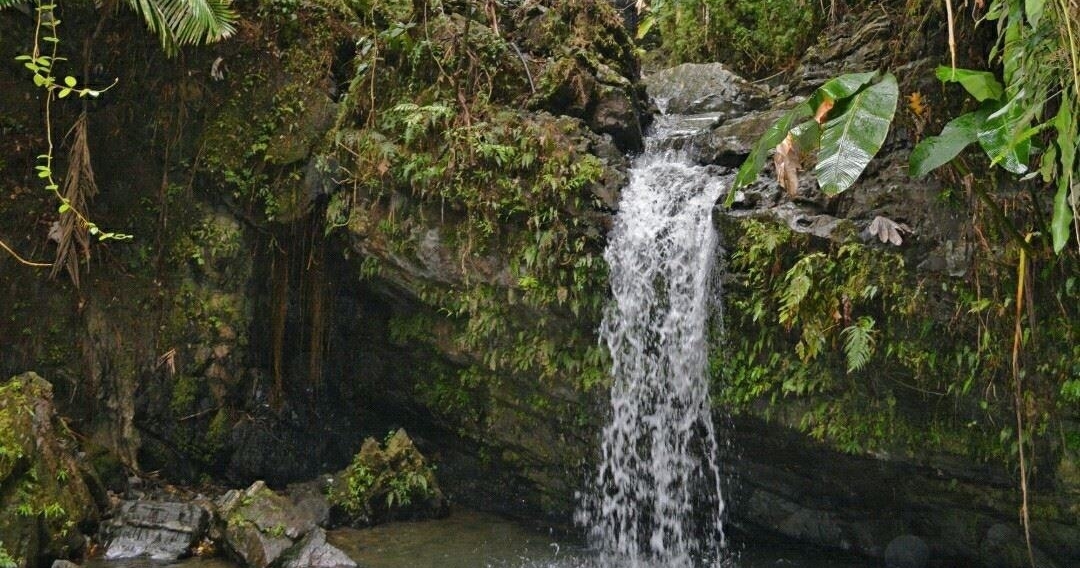 El Yunque & BioBay Combo Tour tour photo 2