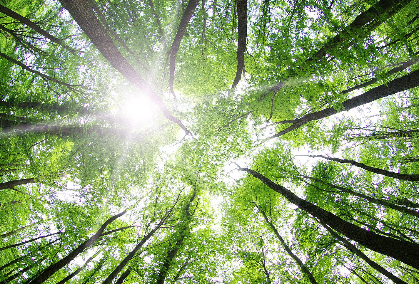 Hopper's Cabin from Stranger Things photo 1