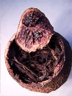 Kumquat Pu-erh from In Pursuit of Tea