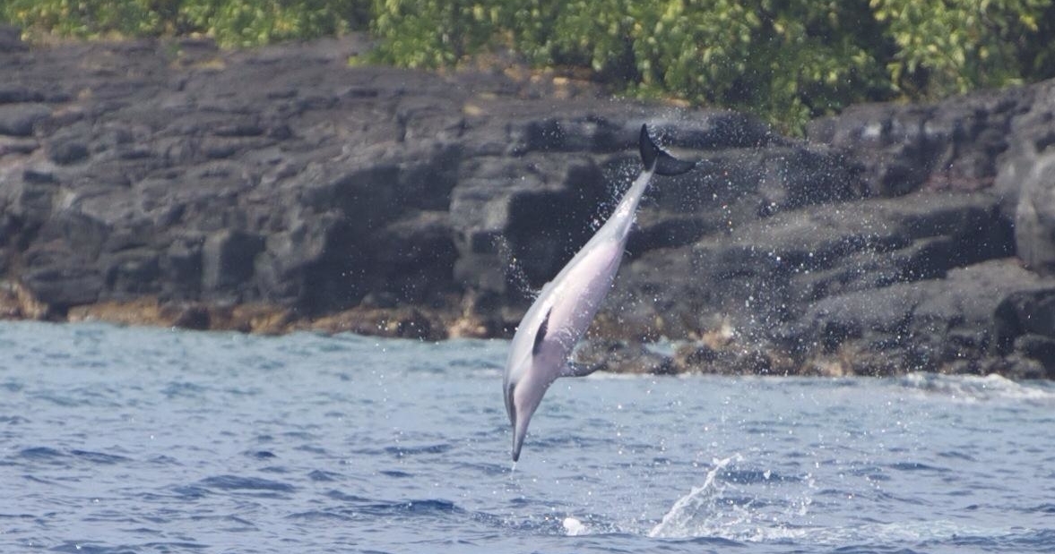 Dolphin & Manatee Tour in Kailua Kona, HAWAII with Rockon Recreation Rentals