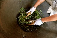Nannuo (Pa Sa) Unfermented Puerh from JalamTeas
