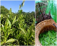 2020 Anhui Yesheng Liu-an Bamboo Basket Tea 500g from Chawangshop