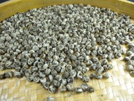 2011 Spring Organic Imperial Organic Jasmine Dragon Pearl from JK Tea Shop Online
