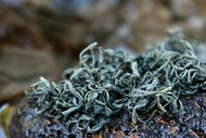 Summer Harvest Laoshan Green from Verdant Tea