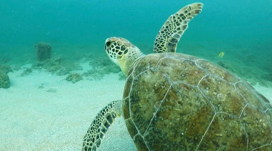 Peanut Island Paddle Board & Snorkel Tour Book Tours & Activities at