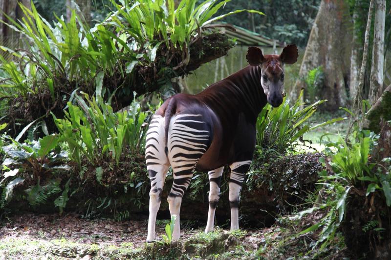 Okapi with fernsjpg