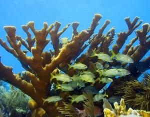Dive & Snorkel Trips photo 1