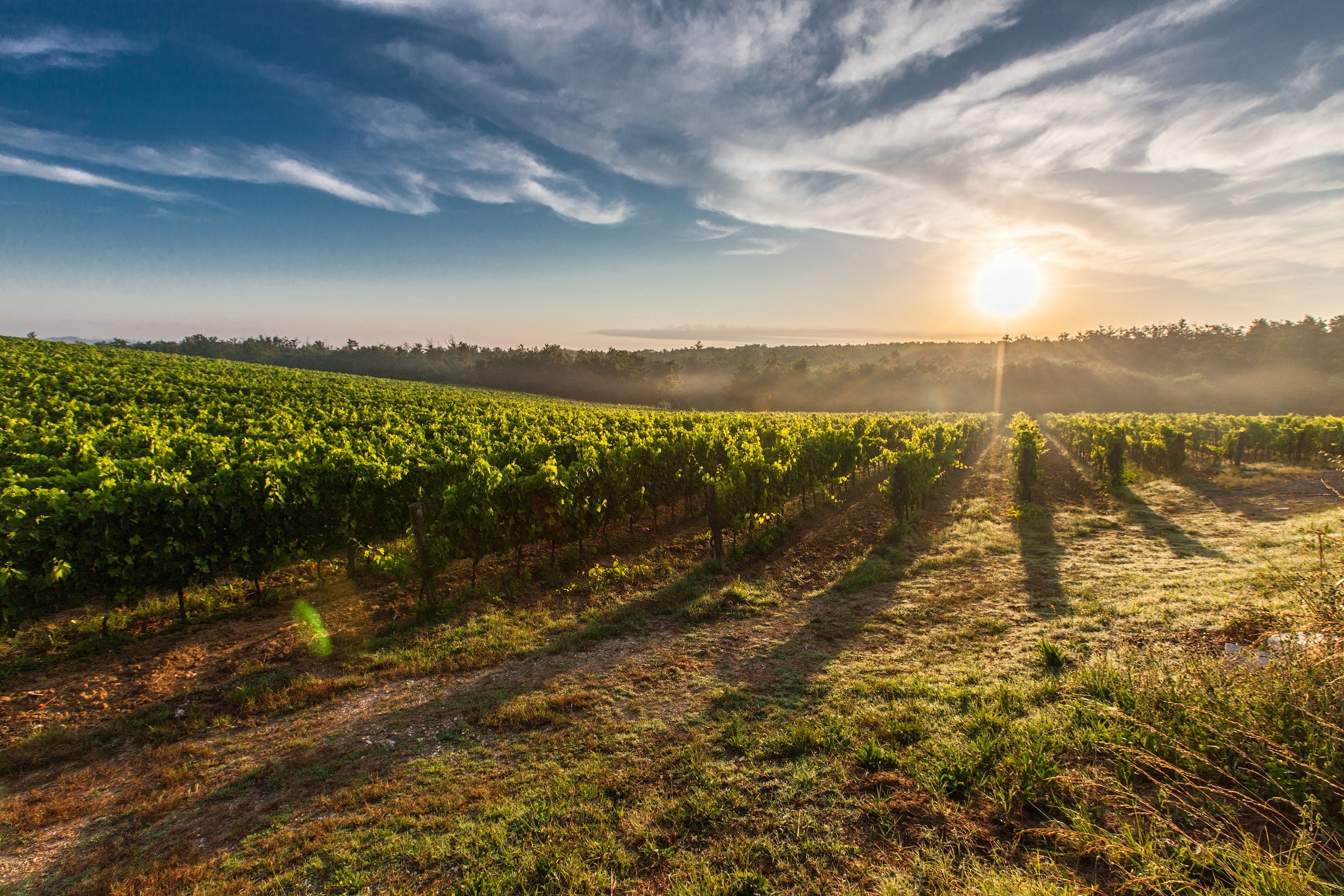 Vineyard for Leveraging Facebook Lead Gen Ads Online Course