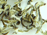 Green Snail Spring - BiLuoChun 碧螺春 from Foruntay Tea (ChineseTea-Shop.com)