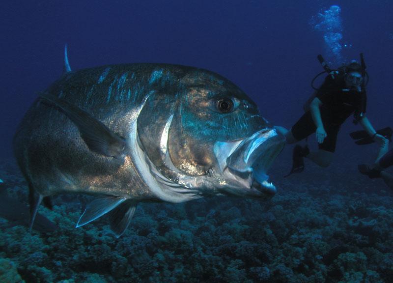 Open Water Certification photo 1