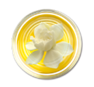 Cape Jasmine Oolong Tea from daebete