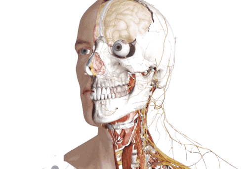 free anatomy course for artists