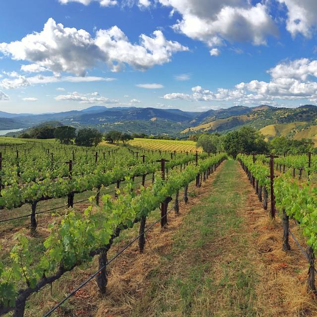 Wine Tour Adventures with Max Napa Tours in San Francisco - San Francisco