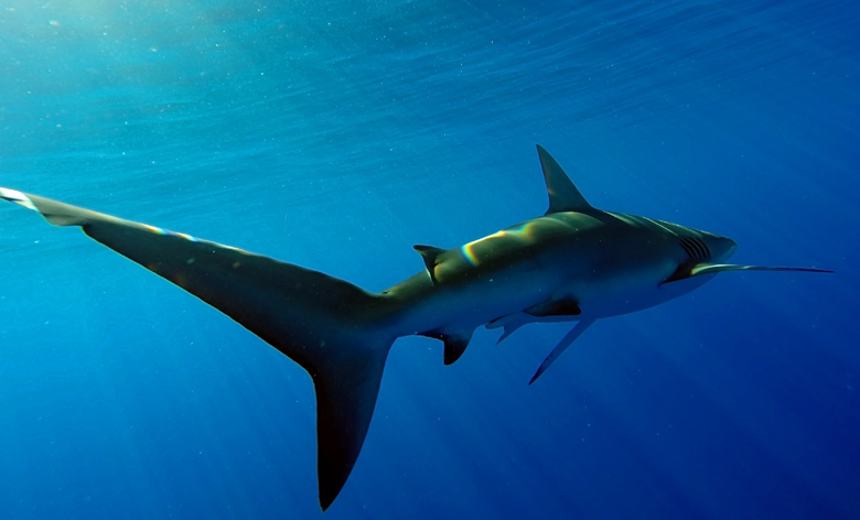 Open Water Shark Dive photo 1
