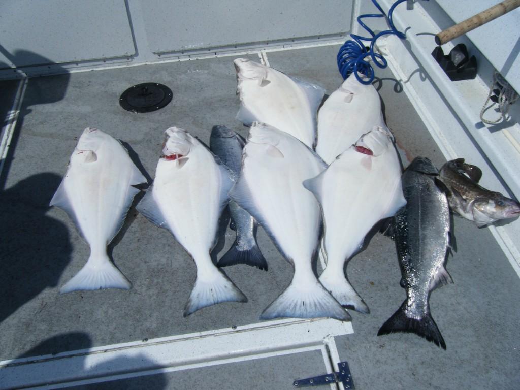 Halibut Fishing