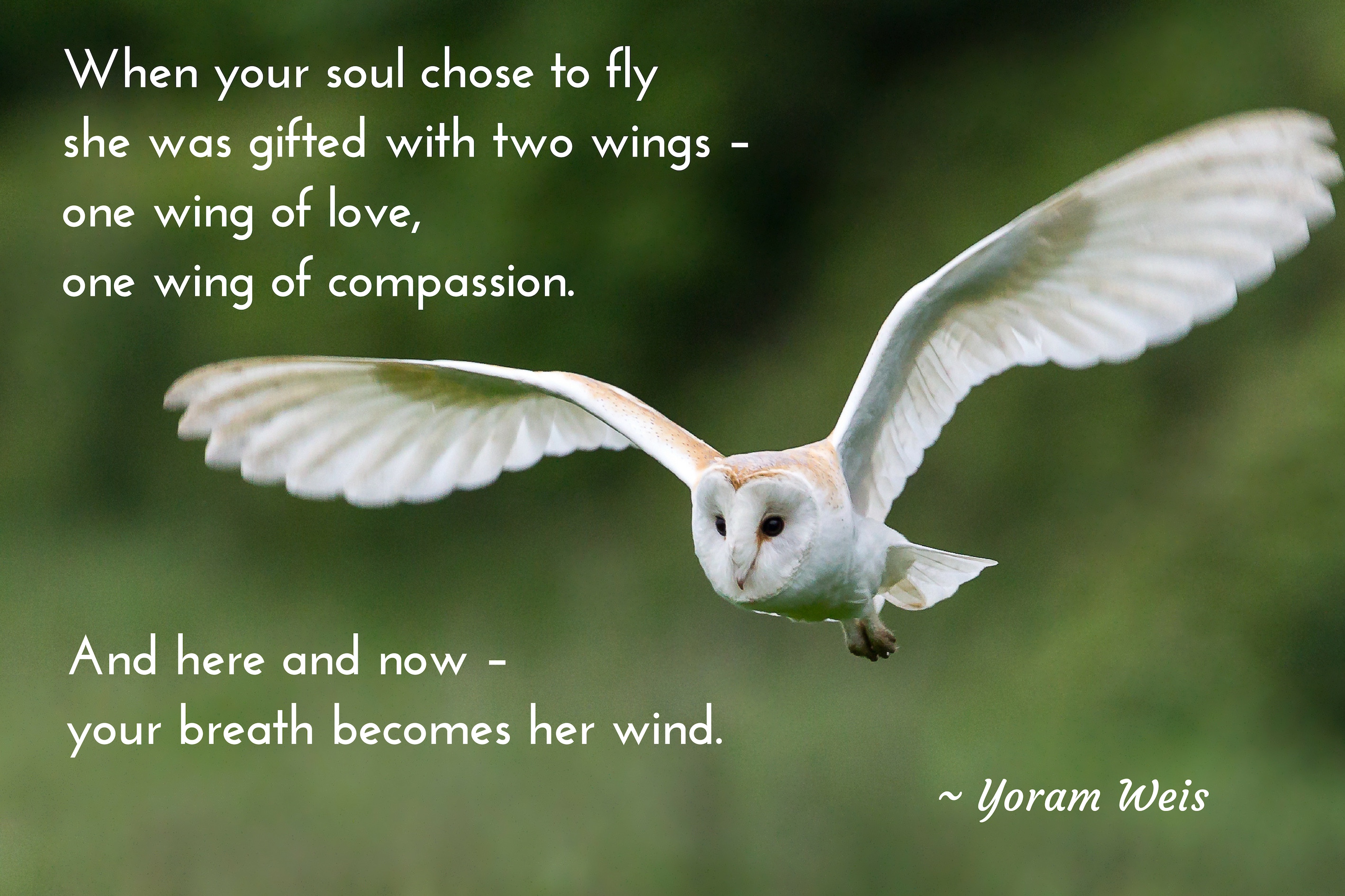 Soul Messages – Compassion