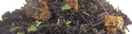 Black Satin from Remedy Teas