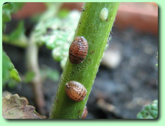 Araignées rouges :bananier et des milliers de minuscules petites bêtes 99EheQ6wRYOzmdQ4tTUR+les_cochenilles__bouclier_-_les_parasites_du_jardin_-_fairesonjardin