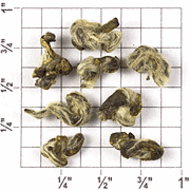 Pi Lo Chun (Green Snail Spring)  (ZG92) from Upton Tea Imports
