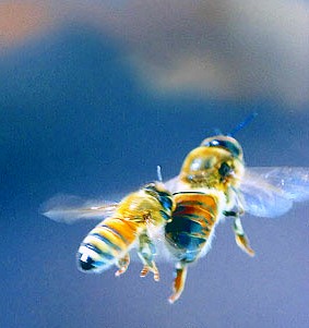 இயற்கையெனும் இளைய கன்னி - (புகைப்படங்கள்) - பல்சுவை 9BsgI7U4TQGwT9t0PGfC+bee