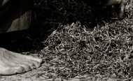 Meng Hun Unfermented Puerh from JalamTeas