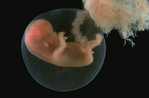 Product image for Embryology for Osteopathic Manual Practioners