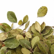 Thé des bois from Camellia Sinensis